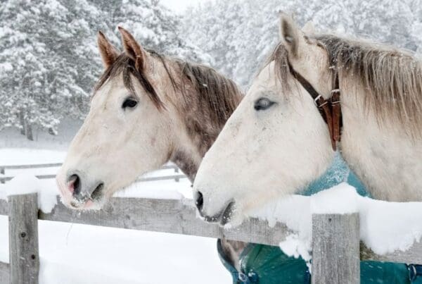 Caring for Livestock During Winter Temperatures - Two White Horses Standing At A Fence In The Snow