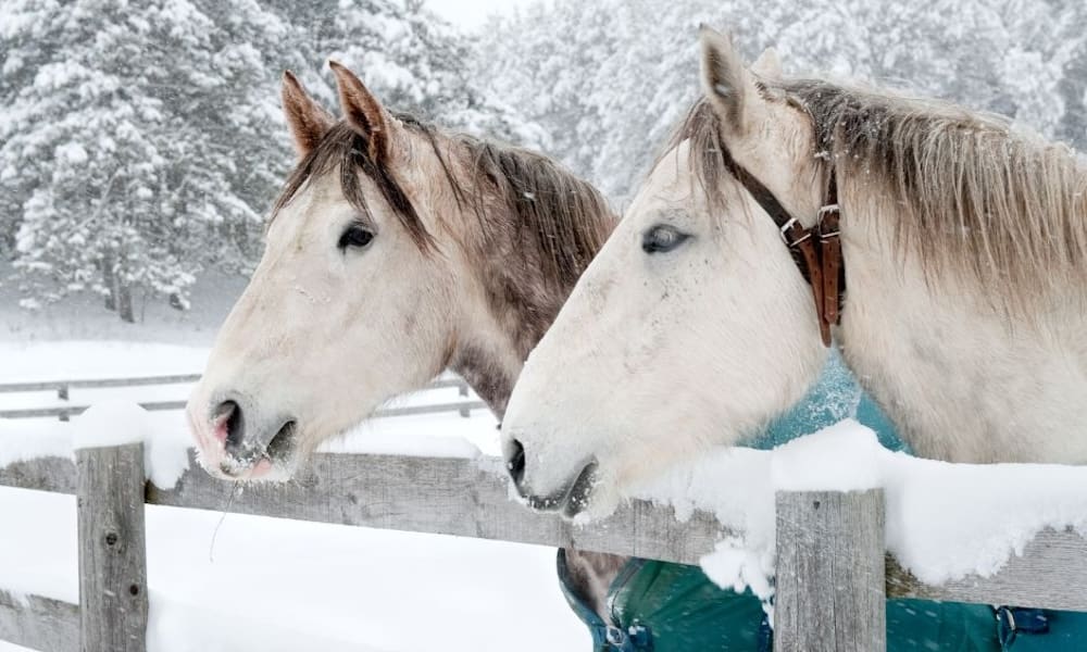Caring for Livestock During Winter Temperatures - Two White Horses Standing At A Fence In The Snow